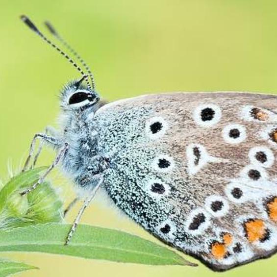 Variétés rationnelles